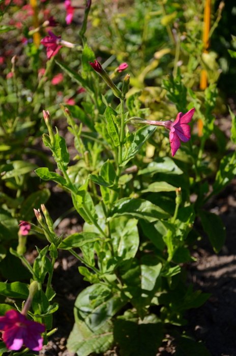 Nicotiana x sanderae 'Perfume rose brillant'